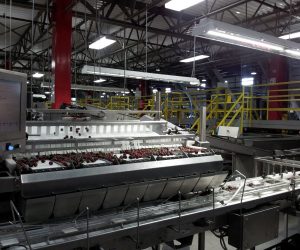Пакетиране на череши (BBC Technologies)